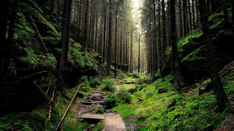 Обои лес фото Каталог Фото