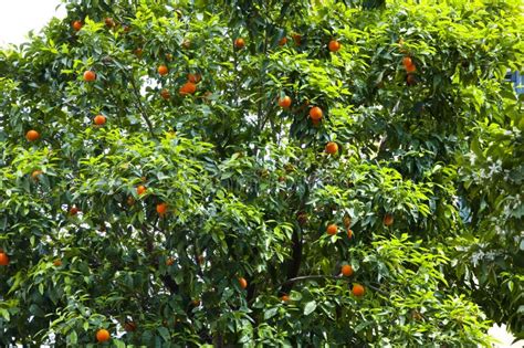 Oranges Fruits Ripening On Orange Tree Natural Background Stock Photo