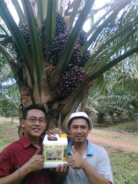 Campurkan dengan 1l air dan sebatikan. Testimonial Ezigrow - baja organik : hasil berganda dgn ...