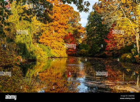 Fall Autumn Leaves Tree Trees Colors Colorful Water Birch Hi Res Stock