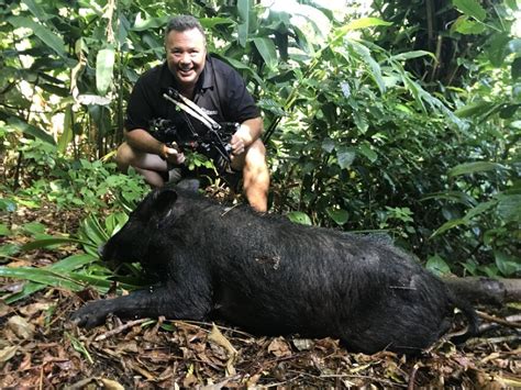 Wild Hog In Hawaii