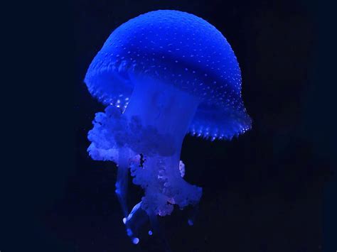 Sea Life 43 Jellyfish Sea Ocean Hd Wallpaper Peakpx