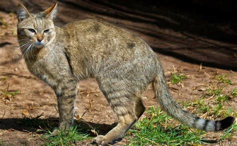 African Wild Cats Animals Interesting Facts And Latest
