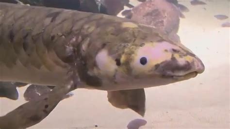 Meet Methuselah The Oldest Living Aquarium Fish