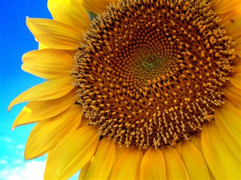 Sunflower kernels are actually employed to extract edible oil at commercial levels. Crunchy Sunflower Seeds, The Hippies Were Right - Chef and ...