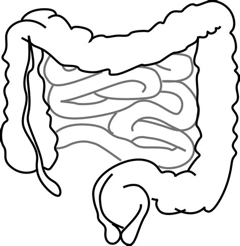 Intestines Bowel Guts Intestinal Png Picpng