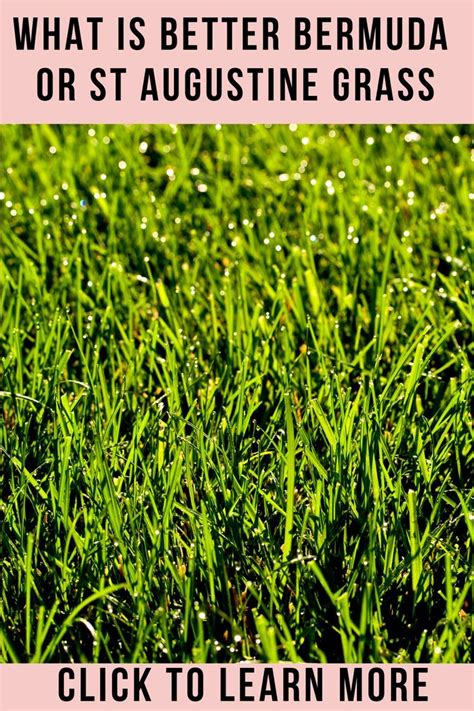 What Is Better Bermuda Or St Augustine Grass In 2022 St Augustine