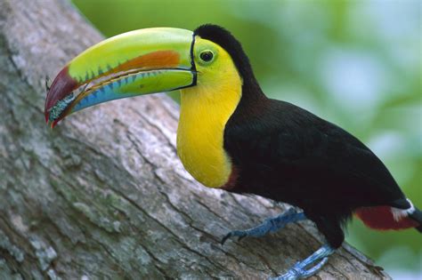 Su distribución geográfica abarca todos los continentes, incluyendo zonas casi inaccesibles como la. Pajaros,aves exoticas,raras de todo tipo y colores,rapaces etc... - Hablar sin parar - Foro del ...