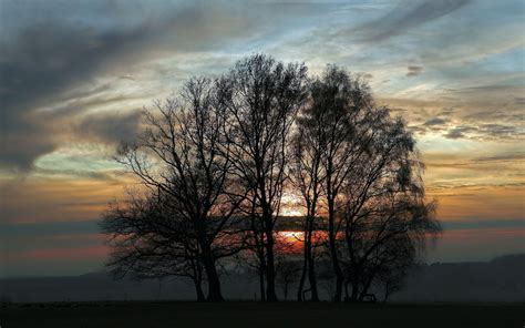 Bare Trees Photo During Sunset Hd Wallpaper Wallpaper Flare