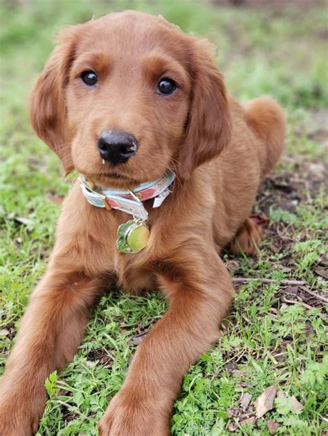 Puppies are 8 weeks old, have had their first vaccination and been dewormed. Irish Setter Lab Mix | Golden retriever lab mix puppy, Lab ...