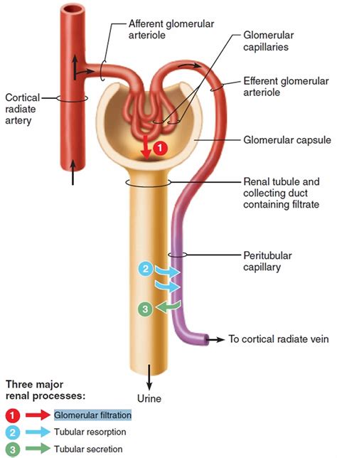 Glomerular Filtration Location Glomerular Filtration Rate Range And