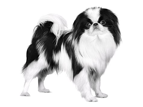 Japanese Chin Royal Canin