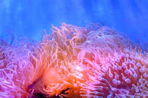 Sea Anemone Stock Photos Pictures And Royalty Free Images Istock