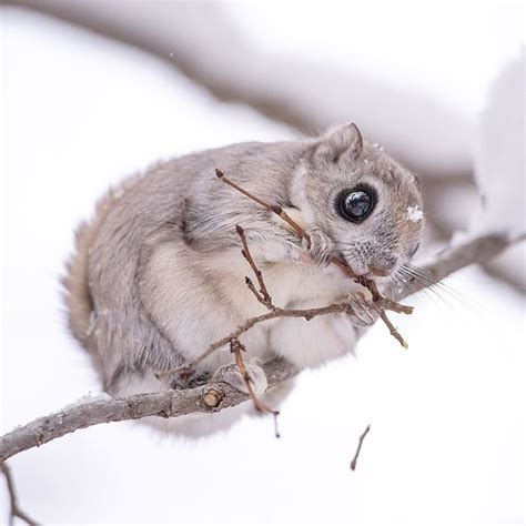 22 Photos Of Tiny Japanese Dwarf Flying Squirrels That Might Be The
