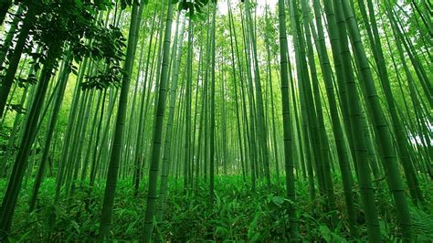 HD Wallpaper Bamboo Forest Green Path Tree Kamakura Japan Grove Bamboo Garden