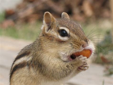 Amazing Facts About Chipmunks Page 2 Animal Encyclopedia