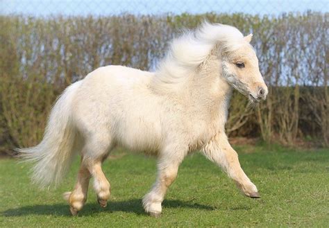 Palomino Shetland Cute Ponies Horses Shetland Pony