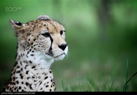 Cheetah Profile By Gary Brookshaw 500px Marketplace Cheetah Great