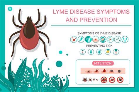 Lyme Disease The Causes Symptoms And Treatments Glamour Uk