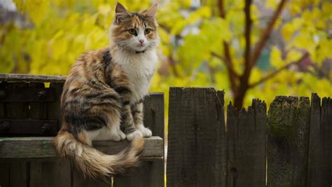 Cat Sitting On A Fence Stock Footage Video 5846816