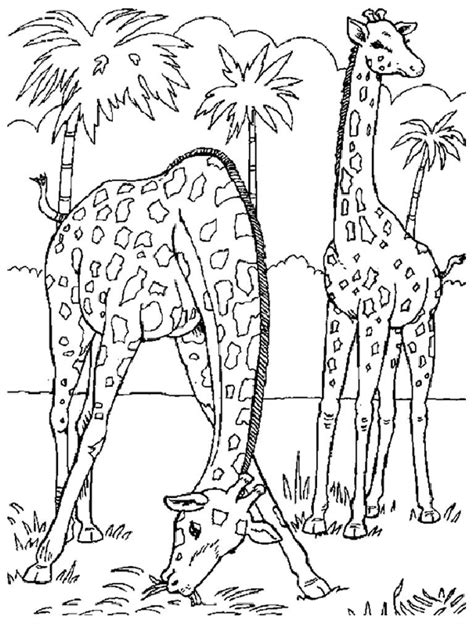 Adult Coloring Pages Safari Free Printable Coloring Pages