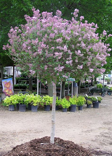 Roses, shrubs, trees, flowers, grasses and mosses have all been used ornamentally, that is to say, as beautiful additions gardens and landscapes. Dwarf Koren Lilac - Tree Form - Knecht's Nurseries ...