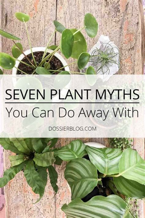 Indoor Plant Myths You Can Do Away With Dossier Blog