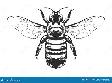 Vector Engraving Insect Stock Vector Illustration Of Drawing 169844180