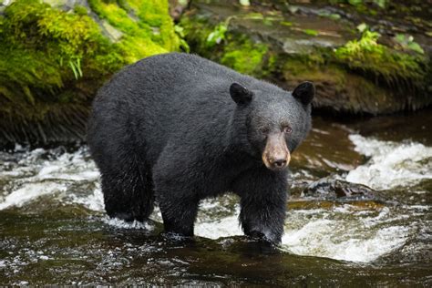 Black Bears Spotting And Stalking