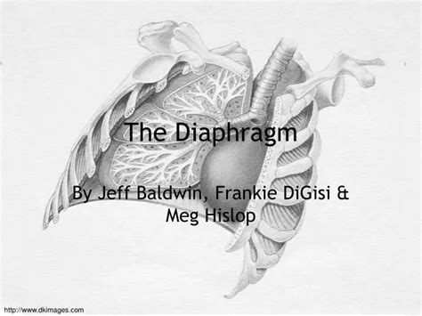 Ppt The Diaphragm Powerpoint Presentation Free Download Id5146506