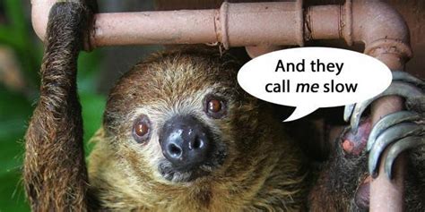 Anorak News East Sussex Breeding Sloths Are Both Males