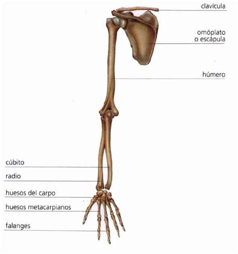 Créditos A Anatomía De Netter Braccio Disegno Di Anatomia Anatomia