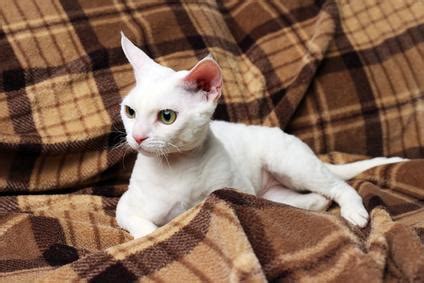 Ural Rex Katze: Charakter, Haltung, Pflege, Zucht | markt.de