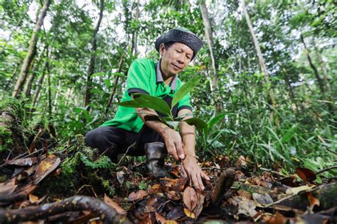 Restoration Program Protects Critical Forest Ecosystem In Riau