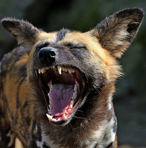 Why Hyena Is The Most Misunderstood Wild Animal About Wild Animals