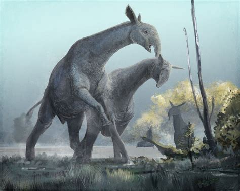 Paraceratherium Ancient Animals Mammals Prehistoric Creatures