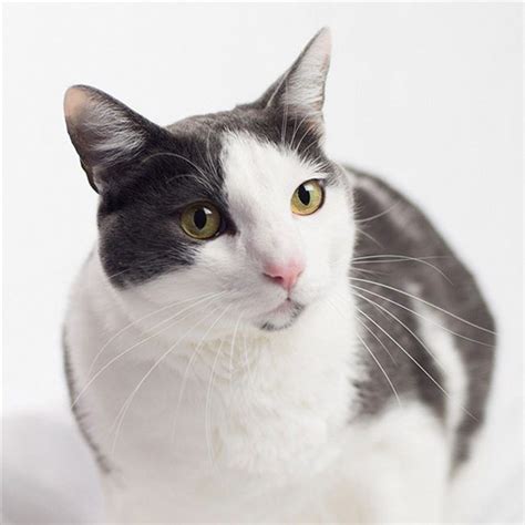 Bicolor Grey And White Cat Breeds Pets Lovers