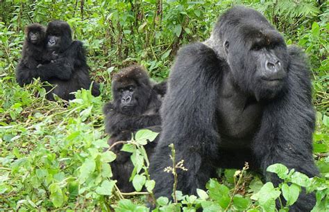 List Of Mountain Gorilla Families In Uganda Bwindi Forest National Park