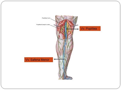 Lymph Node Back Of Leg Sistema Arterial Y Venoso Ppt Video Online