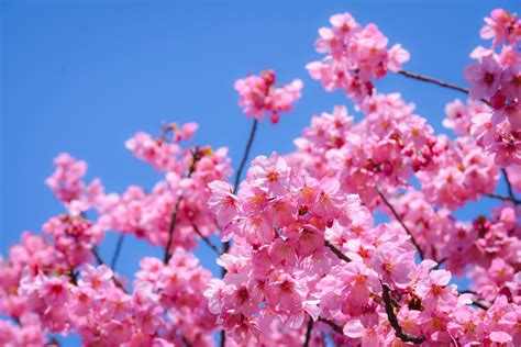 Savoring Cherry Blossom Season in Japan | Country Walkers