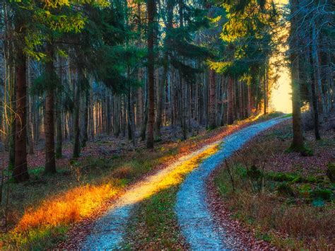 Forest Path Hd Wallpaper Background Image 2048x1536 Id686903
