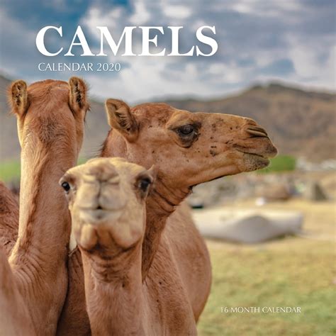 Camels Calendar 2020 16 Month Calendar Paperback
