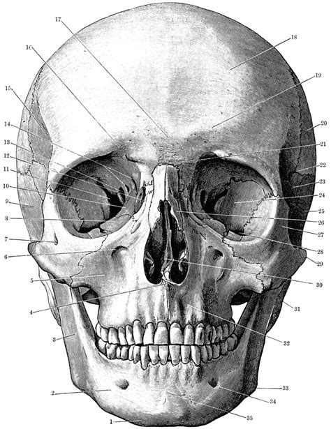 The cranium and mandible was exported from ct data. Front of the Skull | ClipArt ETC
