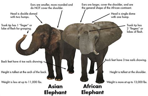 asian vs african elephants trunk truths