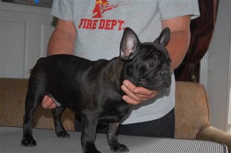 More american bulldog puppies / dog breeders and puppies in mississippi. AKC French Bulldog male puppy for Sale in Irene ...