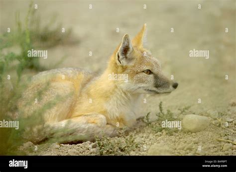 Swift Fox Vulpes Velox Is A Prairie Predator Stock Photo Alamy