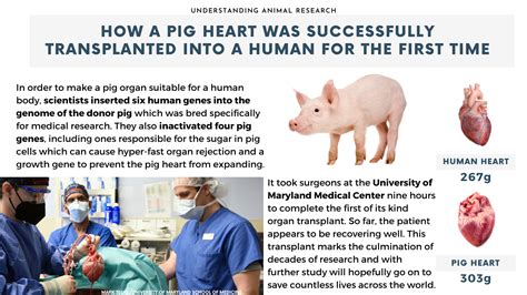 澳华网 德專家稱：人類移植豬心髒研究已進入“最後衝刺階段”