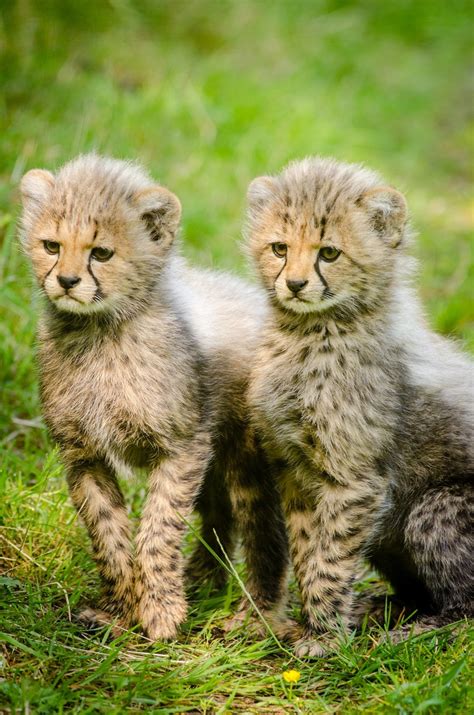 Free Images Nature Cute Wildlife Zoo Young Fauna