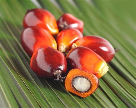 Project Offers Free Expert Support To Danish Companies Pursuing Responsible Sourcing Of Palm Oil