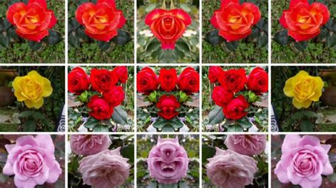 Suci dan berwajah cantik seperti bunga jasmine. Mengenal nama bunga mawar Dan sakura - YouTube